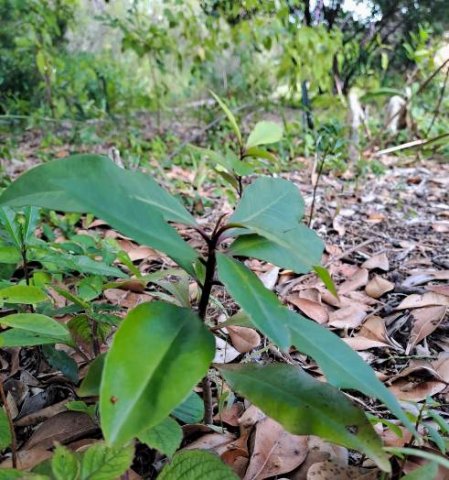 Rapanea melanophloeos seedlings or saplings?